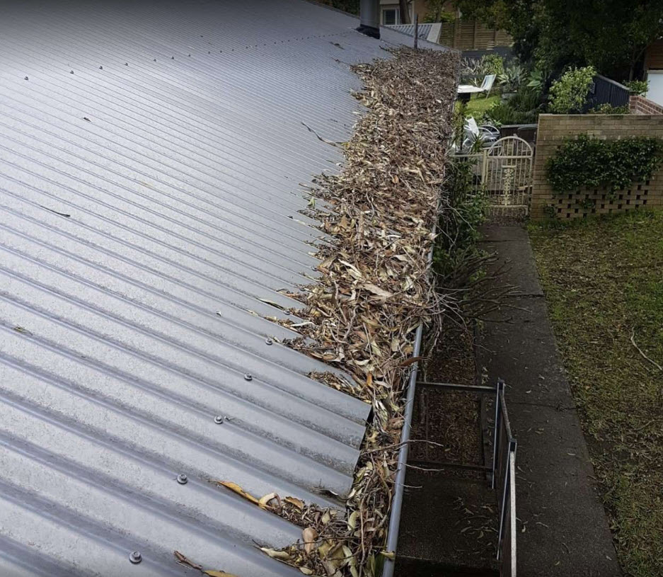 A long roof gutter packed with gum leaves