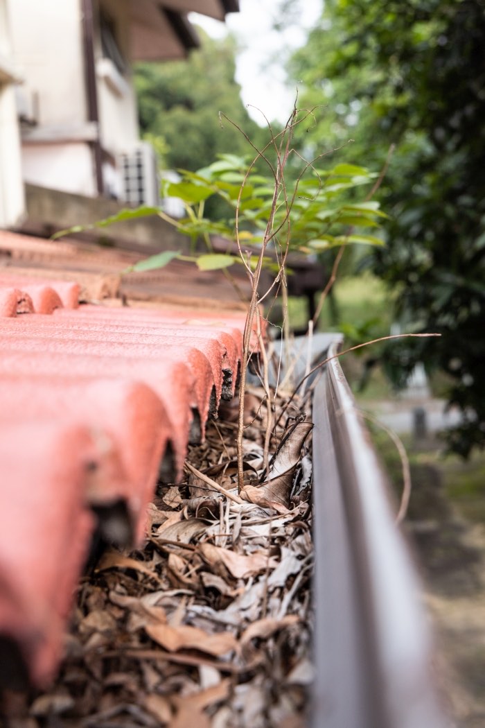 A gutter below terracotta roof tiles, packed with dry leaves and a seedling growing out of it