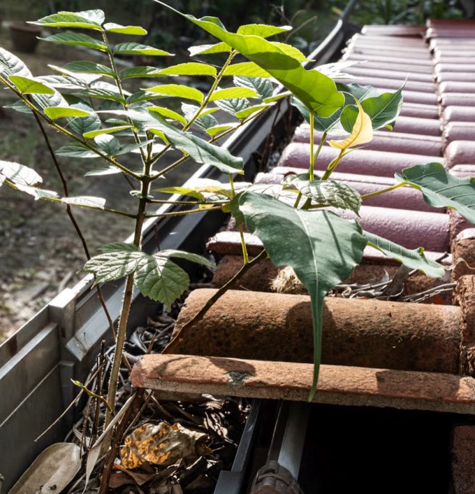 Leaves and a seedling growing out of the gutter below a tiled roof